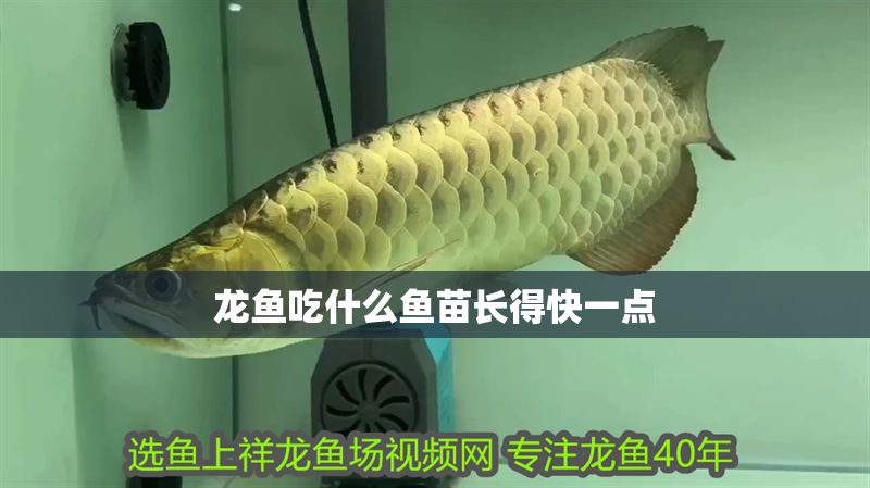 龍魚吃什么魚苗長得快一點