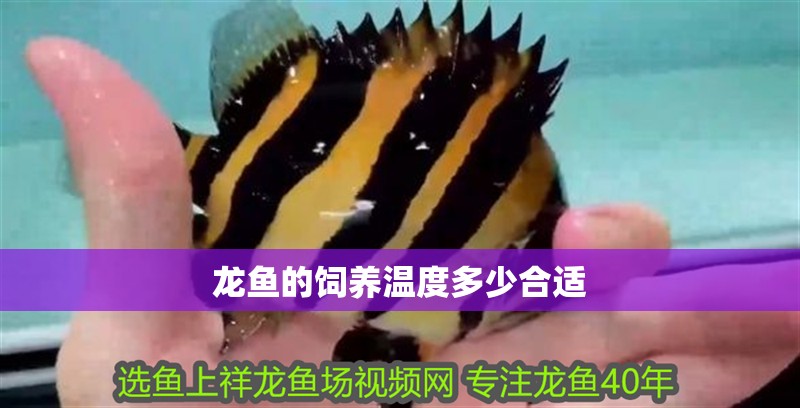 龍魚的飼養溫度多少合適