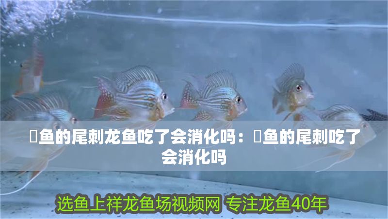 魟魚的尾刺龍魚吃了會消化嗎：魟魚的尾刺吃了會消化嗎