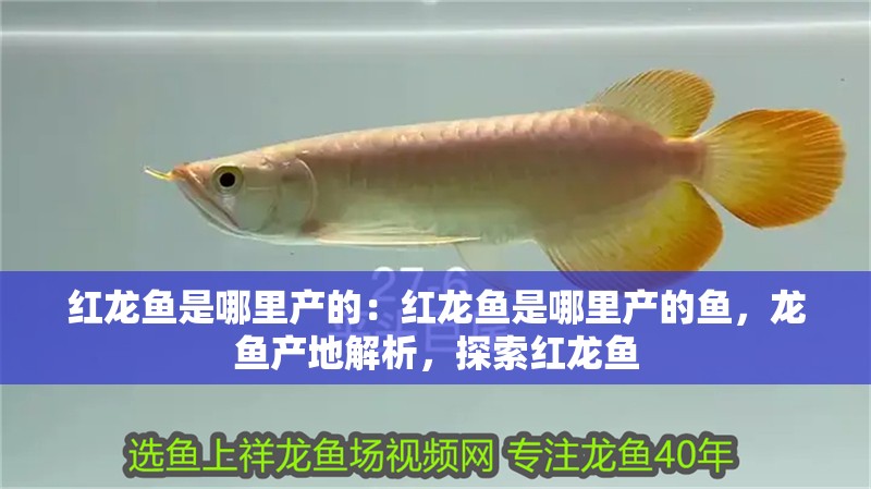 紅龍魚是哪里產的：紅龍魚是哪里產的魚，龍魚產地解析，探索紅龍魚