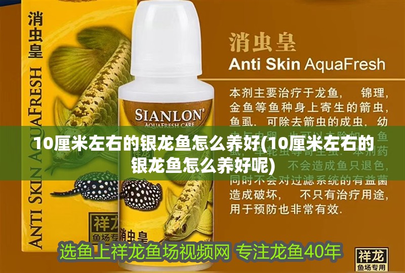 10厘米左右的銀龍魚怎么養好(10厘米左右的銀龍魚怎么養好呢)