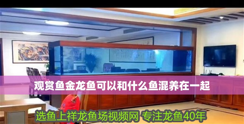 觀賞魚金龍魚可以和什么魚混養在一起