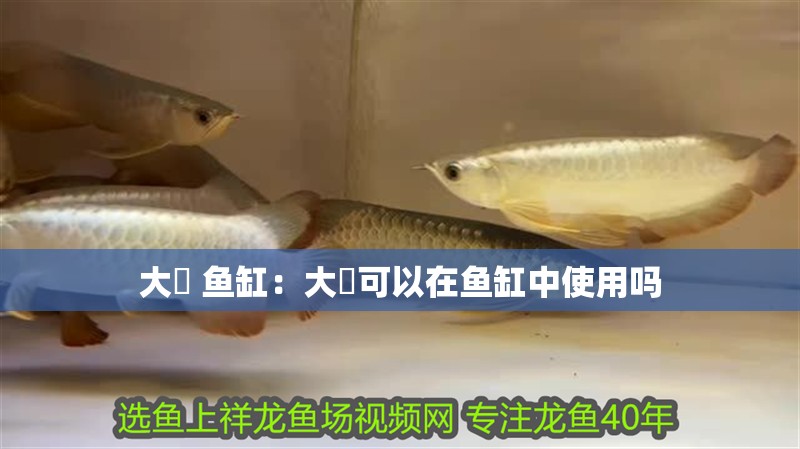 大薸 魚缸：大薸可以在魚缸中使用嗎