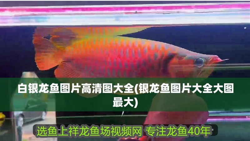 白銀龍魚圖片高清圖大全(銀龍魚圖片大全大圖最大)