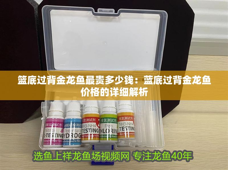 籃底過背金龍魚最貴多少錢：藍底過背金龍魚價格的詳細解析