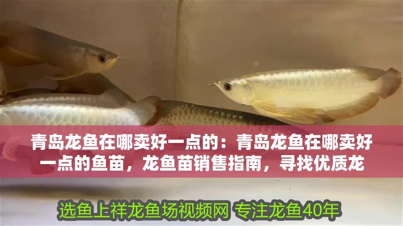 青島龍魚在哪賣好一點的：青島龍魚在哪賣好一點的魚苗，龍魚苗銷售指南，尋找優質龍