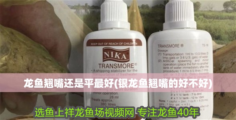 龍魚翹嘴還是平最好(銀龍魚翹嘴的好不好)