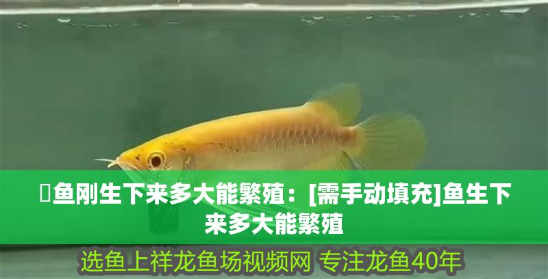 魟魚剛生下來多大能繁殖：[需手動填充]魚生下來多大能繁殖