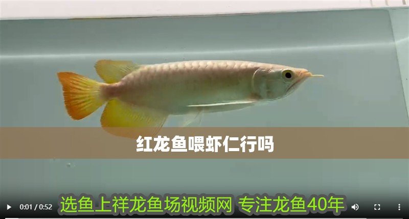 紅龍魚喂蝦仁行嗎