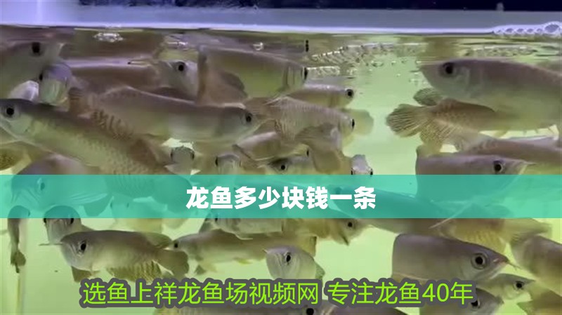 龍魚多少塊錢一條