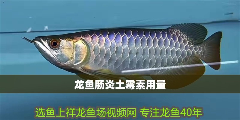 龍魚腸炎土霉素用量
