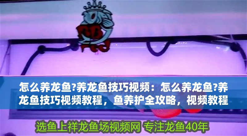 怎么養(yǎng)龍魚(yú)?養(yǎng)龍魚(yú)技巧視頻：怎么養(yǎng)龍魚(yú)?養(yǎng)龍魚(yú)技巧視頻教程，魚(yú)養(yǎng)護(hù)全攻略，視頻教程解析如何