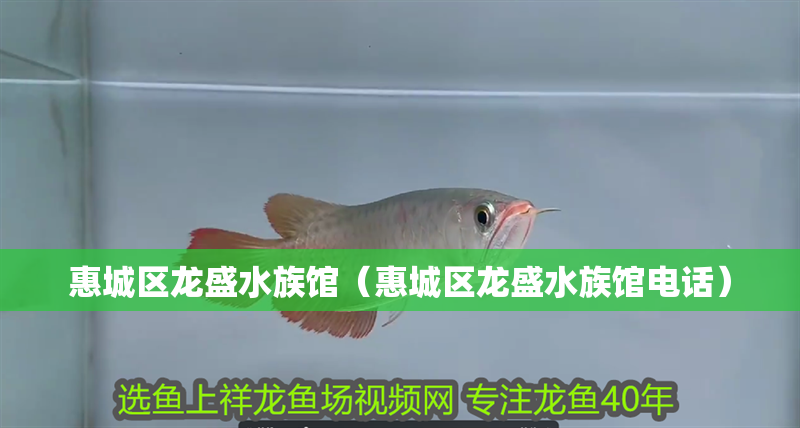 惠城區(qū)龍盛水族館（惠城區(qū)龍盛水族館電話）