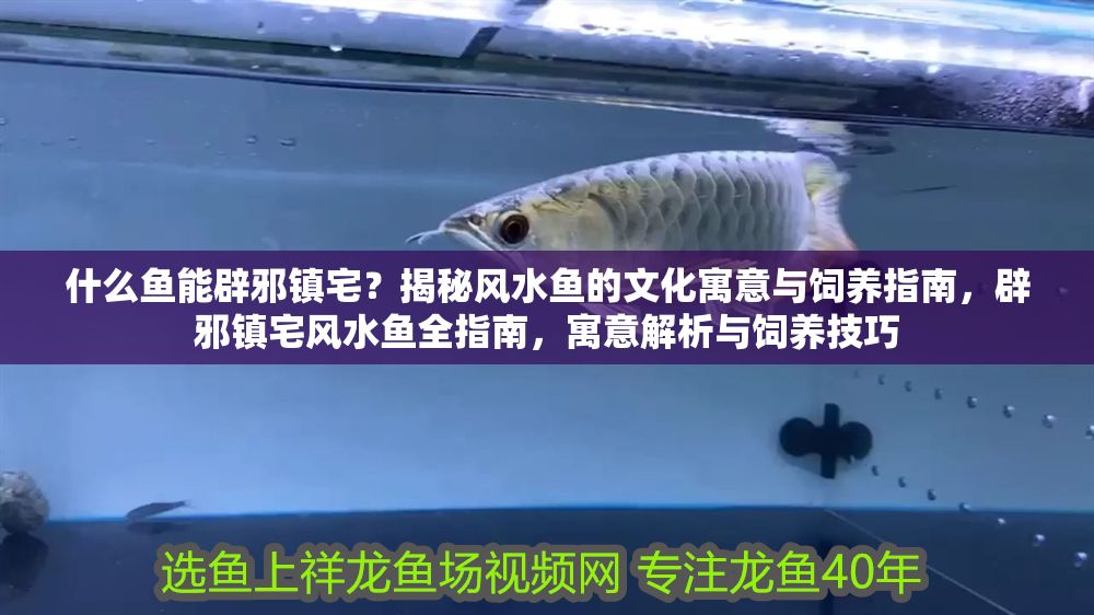 什么魚能辟邪鎮宅？揭秘風水魚的文化寓意與飼養指南，辟邪鎮宅風水魚全指南，寓意解析與飼養技巧