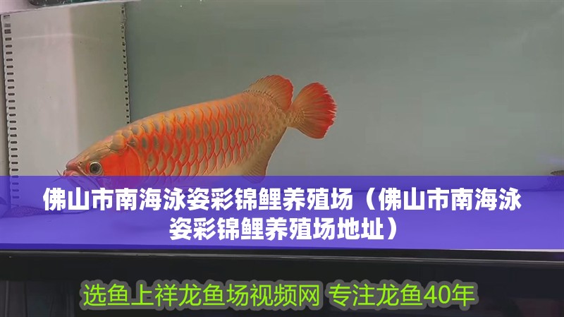 佛山市南海泳姿彩錦鯉養殖場（佛山市南海泳姿彩錦鯉養殖場地址）