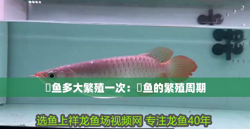 魟魚多大繁殖一次：魟魚的繁殖周期