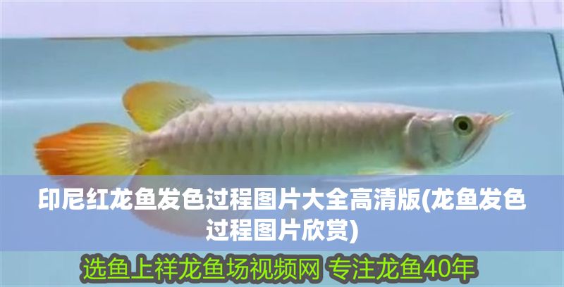 印尼紅龍魚發(fā)色過程圖片大全高清版(龍魚發(fā)色過程圖片欣賞)
