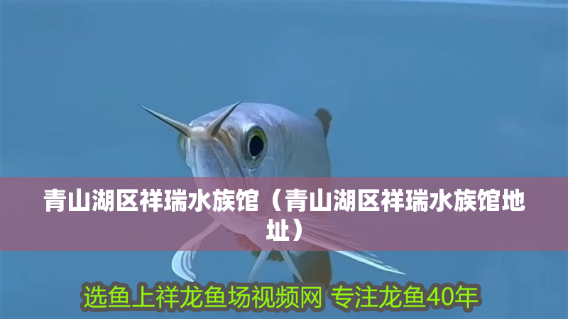 青山湖區(qū)祥瑞水族館（青山湖區(qū)祥瑞水族館地址）