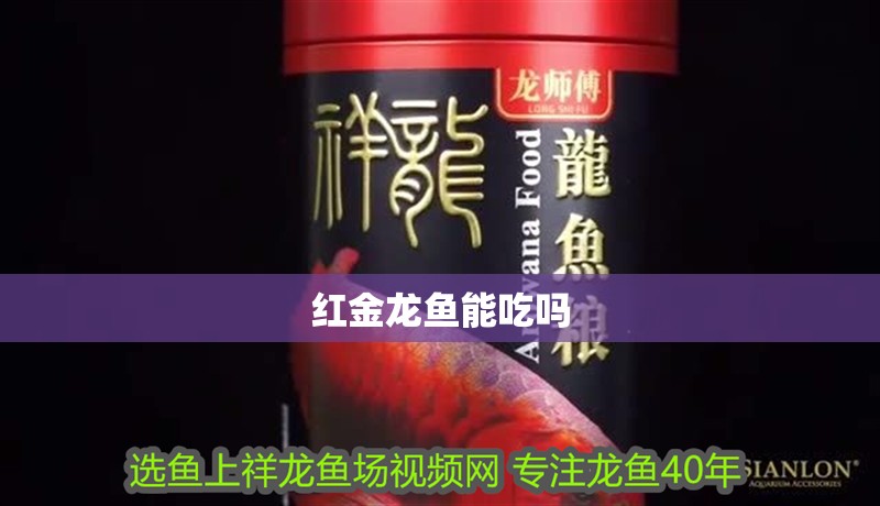 紅金龍魚能吃嗎