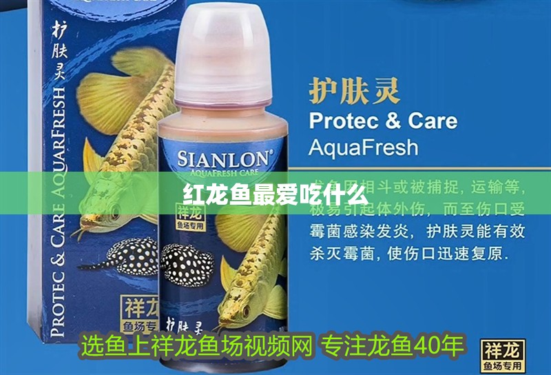 紅龍魚最愛吃什么