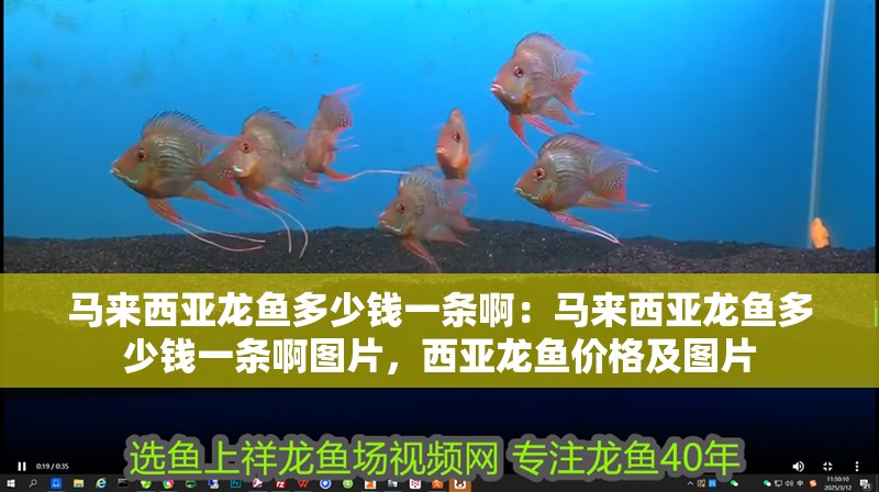 馬來(lái)西亞龍魚(yú)多少錢(qián)一條?。厚R來(lái)西亞龍魚(yú)多少錢(qián)一條啊圖片，西亞龍魚(yú)價(jià)格及圖片