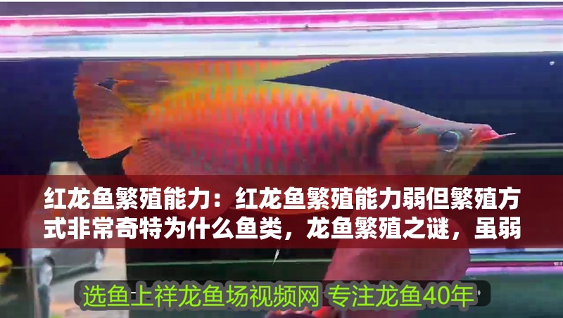 紅龍魚繁殖能力：紅龍魚繁殖能力弱但繁殖方式非常奇特為什么魚類，龍魚繁殖之謎，雖弱卻獨(dú)特的
