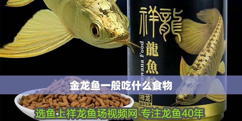 金龍魚(yú)一般吃什么食物