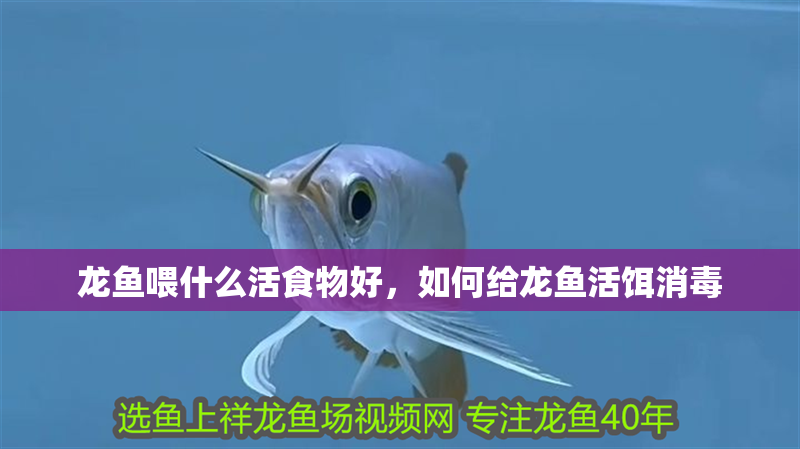 龍魚喂什么活食物好，如何給龍魚活餌消毒