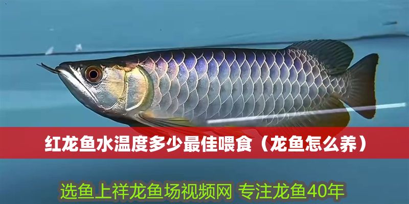 紅龍魚水溫度多少最佳喂食（龍魚怎么養）