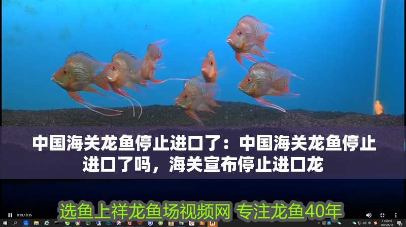 中國海關龍魚停止進口了：中國海關龍魚停止進口了嗎，海關宣布停止進口龍