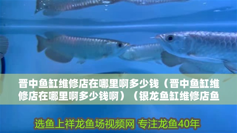 晉中魚缸維修店在哪里啊多少錢（晉中魚缸維修店在哪里啊多少錢啊）（銀龍魚缸維修店魚缸漏水維修費(fèi)用在哪里）