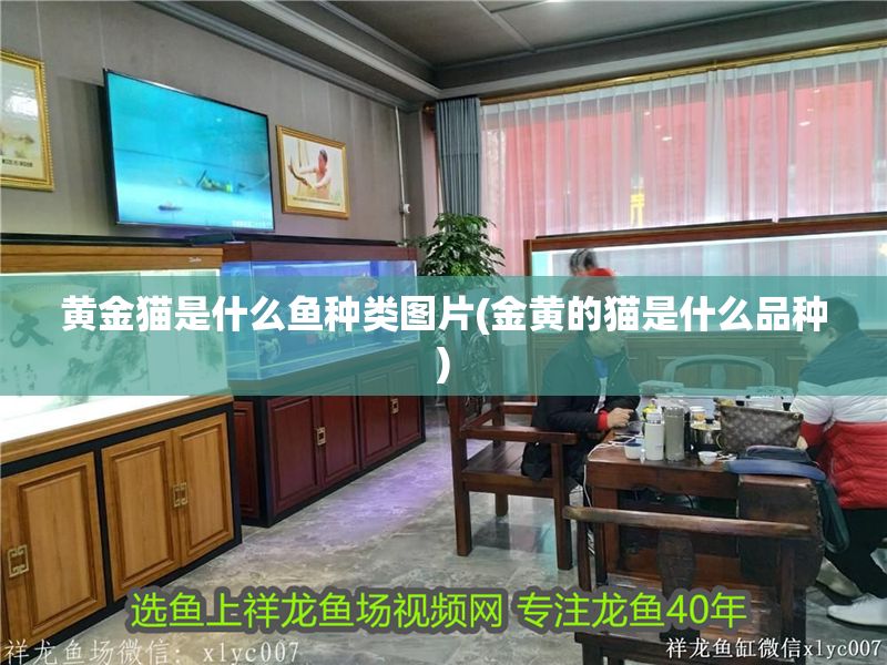 黃金貓是什么魚種類圖片(金黃的貓是什么品種)
