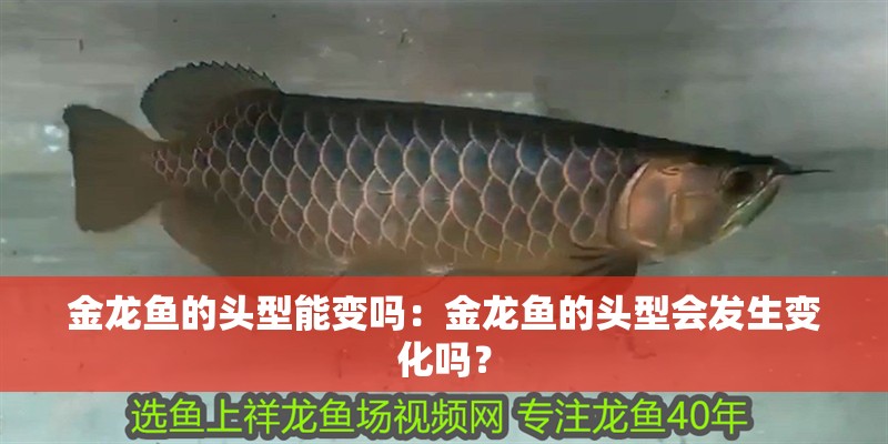 金龍魚的頭型能變嗎：金龍魚的頭型會發生變化嗎？