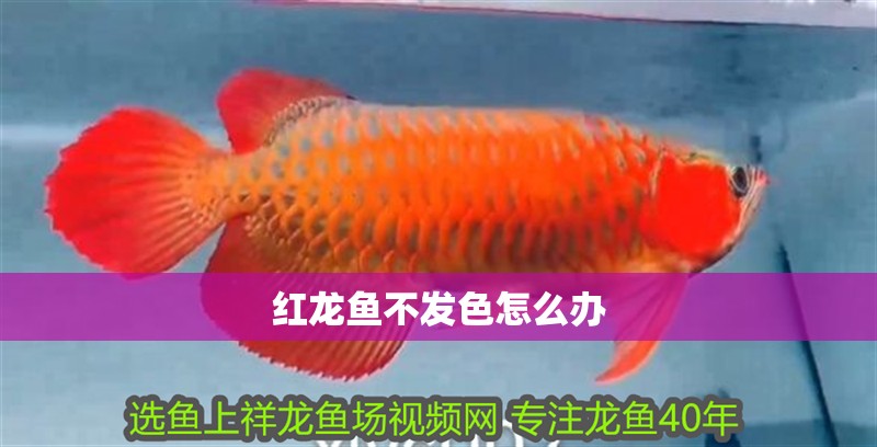 紅龍魚不發色怎么辦