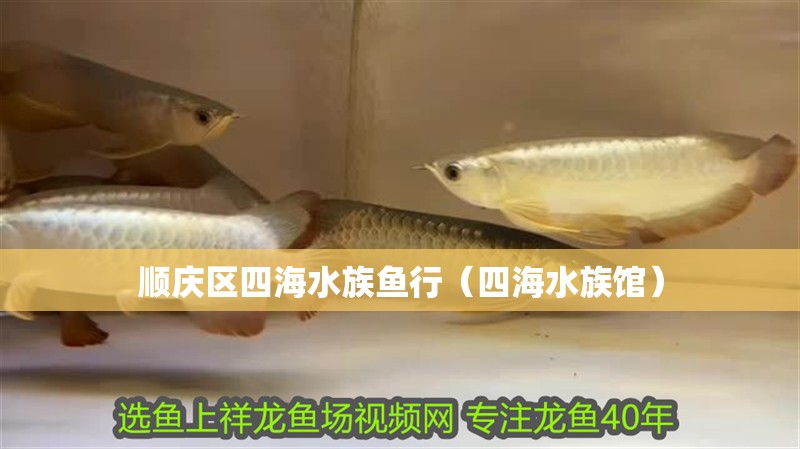 順慶區四海水族魚行（四海水族館）