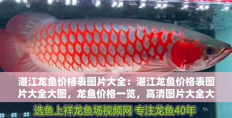 湛江龍魚價(jià)格表圖片大全：湛江龍魚價(jià)格表圖片大全大圖，龍魚價(jià)格一覽，高清圖片大全大
