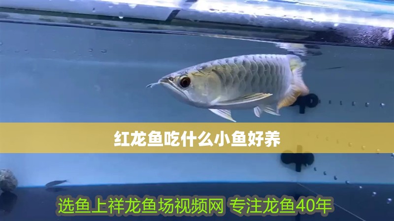 紅龍魚吃什么小魚好養