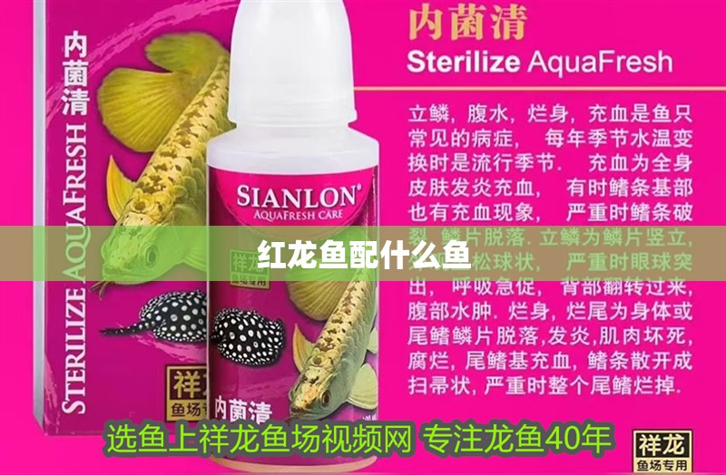 紅龍魚配什么魚