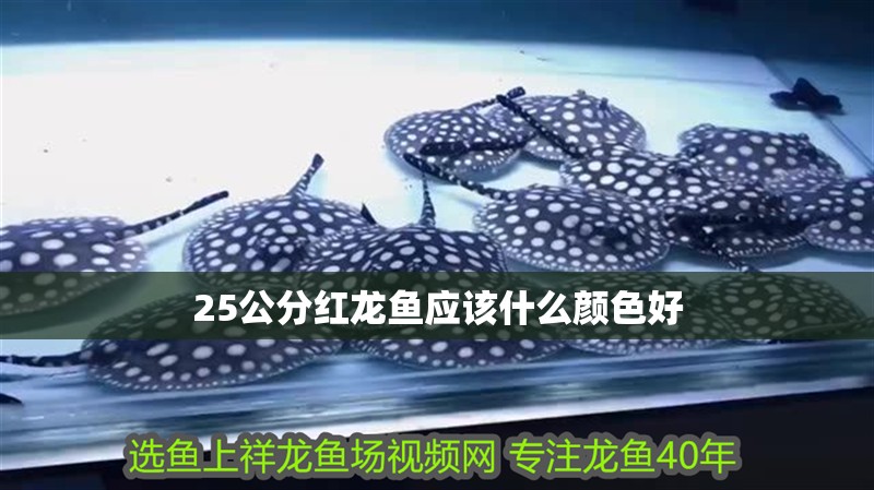 25公分紅龍魚應該什么顏色好
