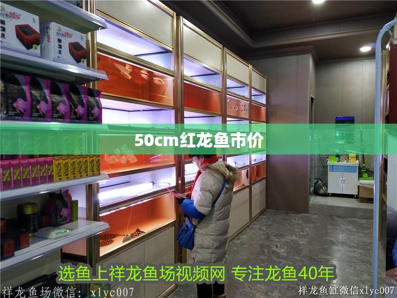 50cm紅龍魚市價