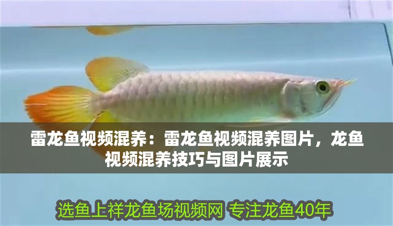 雷龍魚視頻混養(yǎng)：雷龍魚視頻混養(yǎng)圖片，龍魚視頻混養(yǎng)技巧與圖片展示