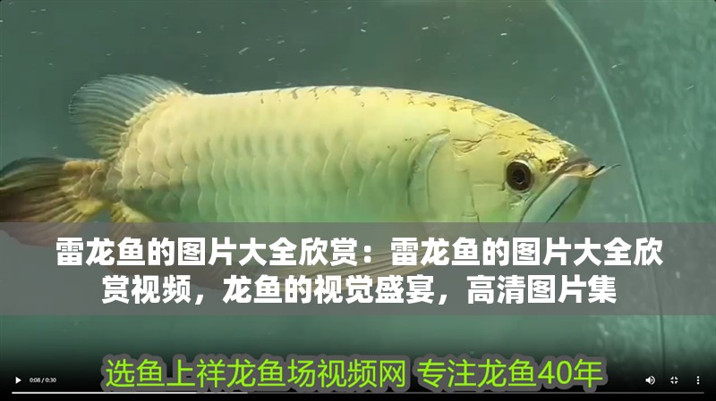 雷龍魚的圖片大全欣賞：雷龍魚的圖片大全欣賞視頻，龍魚的視覺盛宴，高清圖片集