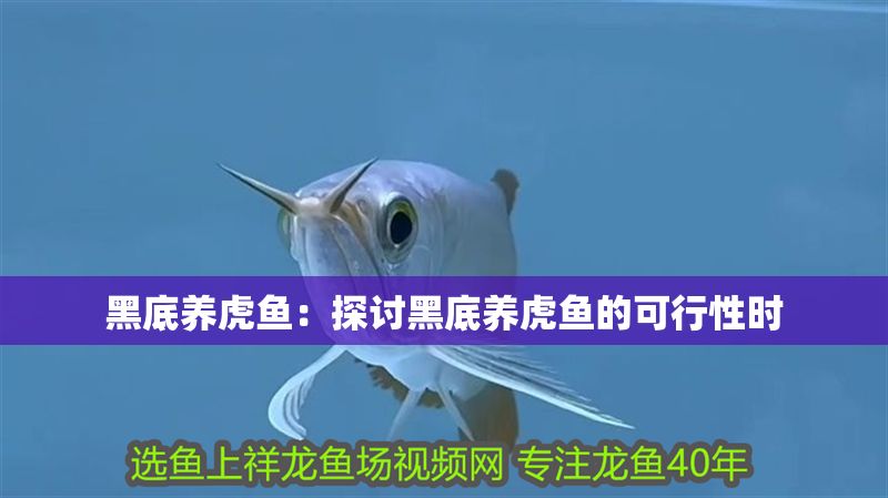 黑底養(yǎng)虎魚：探討黑底養(yǎng)虎魚的可行性時