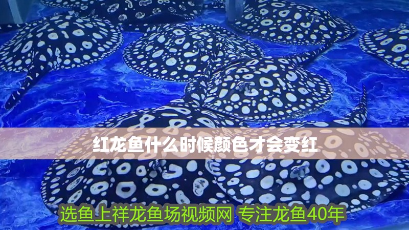 紅龍魚什么時候顏色才會變紅