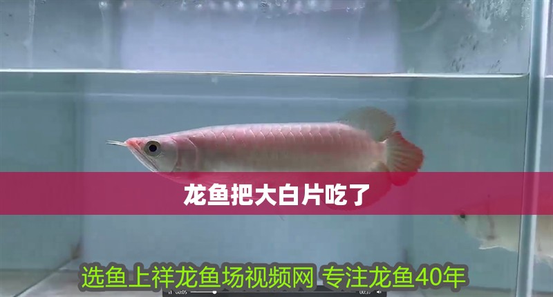 龍魚把大白片吃了