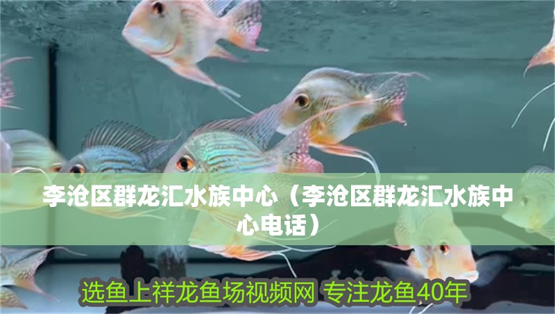 李滄區群龍匯水族中心（李滄區群龍匯水族中心電話）