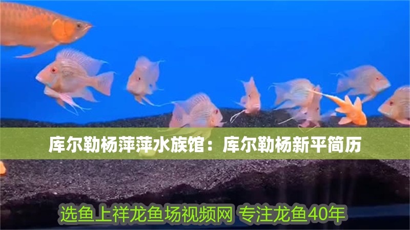 庫(kù)爾勒楊萍萍水族館：庫(kù)爾勒楊新平簡(jiǎn)歷