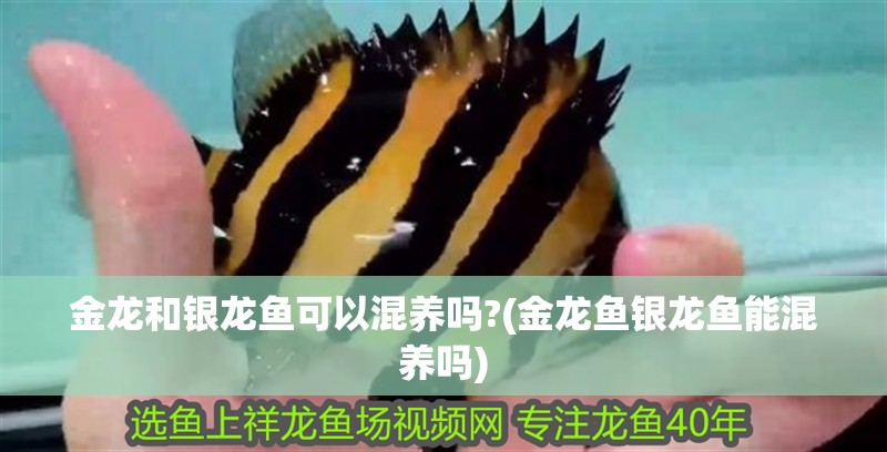 金龍和銀龍魚(yú)可以混養(yǎng)嗎?(金龍魚(yú)銀龍魚(yú)能混養(yǎng)嗎)