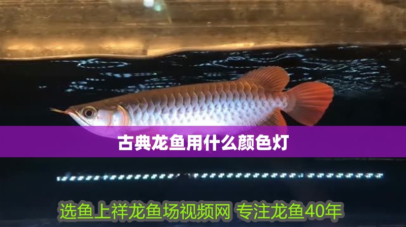 古典龍魚用什么顏色燈