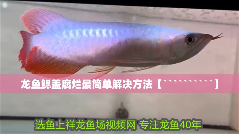 龍魚鰓蓋腐爛最簡單解決方法【``````````】